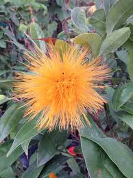 Image result for Sida chrysantha