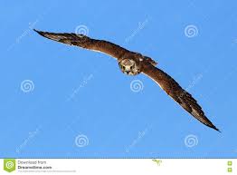 Maybe you would like to learn more about one of these? Falcao Do Voo Com A Floresta No Fundo Falcao De Lanner Passaro De Rapina Animal No Habitat Da Natureza Alemanha Passaro No Fli Imagem De Stock Imagem De Penas Europa 80550187