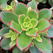 More images for aeonium hybrid kiwi » Aeonium Kiwi Shipping Issues Aeonium Kiwi Succulents Cacti And Succulents