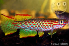 Image result for Hua gabonii