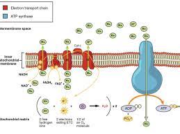 Electron Transport Chain And Energy Production