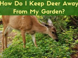 How to keep deer out of your garden and prevent them from eating your plants. Best Homemade And Commercial Deer Deterrents For Your Garden Dengarden