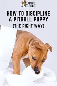 You should not discipline your puppy when this happens; How To Discipline A Pitbull Puppy The Right Way Pitbulltribe Com