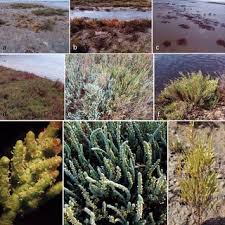 Image result for Sarcocornia decumbens