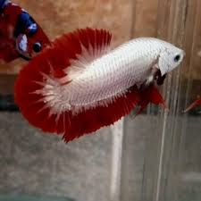 Promo female ikan cupang red dragon gold. Jual Ikan Cupang Plakat Red Dragon Full Mask Inkuiri Com