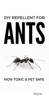 To use it as an ant killer, follow package directions, or sprinkle the powder anywhere you see ants. Get Rid Of Ants Naturally Get Rid Of Ants Rid Of Ants Ant Repellent