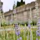 2026 Lavender Festival