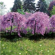 Judasbaum Pflegeleichter Fruhlingsbluher Garten Bepflanzen Garten Anpflanzen Und Garten Pflanzen