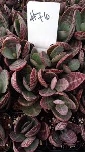 Image result for Kalanchoe humilis