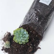 Wondering how to make succulent soil at home? How To Make Succulent Soil At Home Succulent City