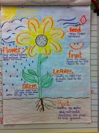 Anchor Chart Parts Of A Flower Science Anchor Charts