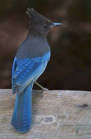 Birds That Look Like Blue Jays But Are Black Steller Jays Gift Us With Understanding How To Use Our Power Wisely Warn Us Give Us The Ability To Check On Trouble Spo With Images Birds Beautiful Birds Colorful Birds