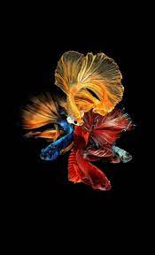  Pin By Shayan Ali On ë°°ê²¨ã Fish Wallpaper Fish Drawings Fish Wallpaper Iphone