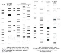Paternity is most easily determined from a dna fingerprint by doing a trio test where mom, child, and the alleged father are all typed dna fingerprinting is a chemical test that shows the genetic makeup of a person or other living things. Dna Fingerprinting Principles And Techniques Of Dna Fingerprinting
