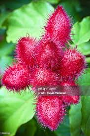 Image result for Bixa orellana