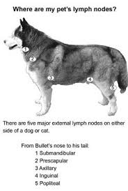 quick reference chart for location of lymph nodes in dogs