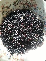 Image result for Grewia retinervis