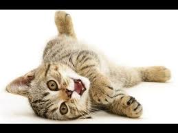 Lazer Ile Kedi Oynatma D Youtube
