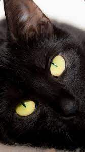 Cute Black Cats Wallpaper Art Drawing Marvel Painting Halloween Names For Photography Quotes Black Cat Pictures Black Cat Aesthetic Cat Wallpaper