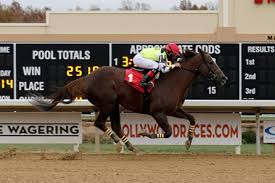 Las leonas en el mundial 2010; Leona S Reward Horse Profile Bloodhorse