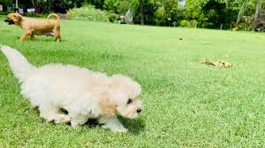 This page is updated regularly with our new goldendoodle litters. Goldendoodle Dog Puppies In India Therapy Dog In India Service Dog In India Youtube
