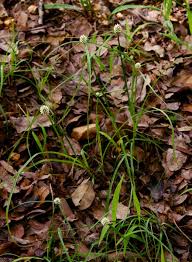 Image result for Cyperus dubius