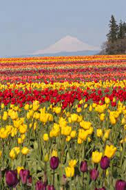 Wooden Shoe Tulip Festival Woodburn Or Woodenshoe Com I Go To Woodburn Every Six Months Tulip Festival Scenic Routes Scenery