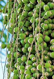 Continue to wear gardening gloves as you clean up debris. Palm Tree Seed Pods By Diann Fisher Tree Seeds Palm Trees Seed Pods