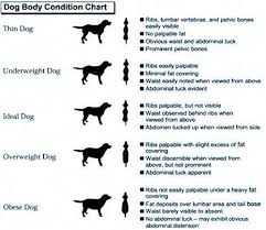 Dog Body Weight Chart Rottweilertips Dog Weight Cat