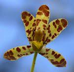 Image result for Schizochilus lepidus