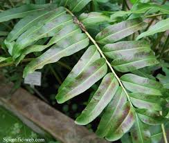 Image result for Acrostichum aureum