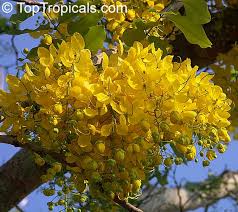 Image result for Cassia thyrsoidea