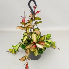 Maybe you would like to learn more about one of these? Hoya Australis Lisa T19 Cm H45 Cm Pflanzen Grosshandel Floraccess