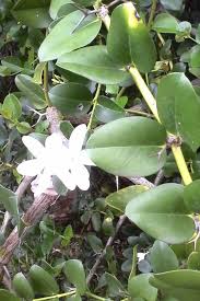 Image result for Helinus integrifolius