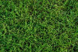 St augustine grass care tutorial #1. Bermuda Grass Vs St Augustine Hgtv