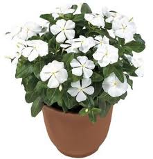 Bunga ini juga sering disebut dengan nama bunga bukul sembilan. Tanaman Tapak Dara Putih White Vinca Tanaman Bunga Tanaman Hias Dalam Pot