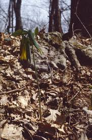 Image result for Clutia sessilifolia