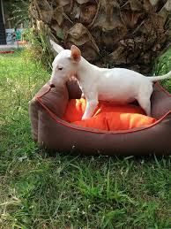 Bull Terrier Yavrulari Bull Terrier Yavrulari Kopek Kopekseverler Kopeksahiplendirme Kopekyavr Bull Terrier White Bull Terrier English Bull Terriers