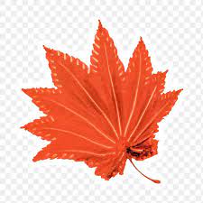 Hand Drawn Maple Leaf Sticker With White Border Free Image By Rawpixel Com Moss How To Draw Hands Design Element Free Illustrations