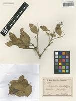 Image result for Dobera