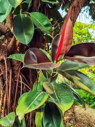 Image result for ficus elastica flower