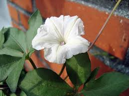 Image result for Ipomoea magnusiana