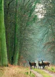 Elise Renard Elise3011 Nature Compiegne Forest