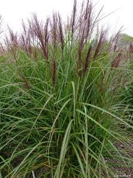 Miscanthus Sinensis Roter Pfeil Chinaschilf Ziergras Garten Pflanzen