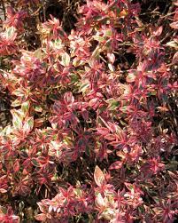 Confetti Abelia Plants That Attract Butterflies Evergreen Shrubs Shrubs For Landscaping