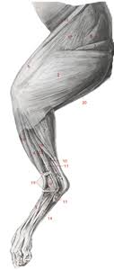 Cat Muscles Lab Guide