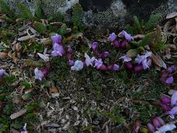 Image result for Dicoma anomala