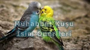 Kedilerde Yuksekten Dusme Vetbilgi