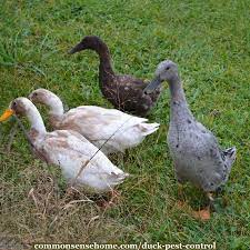 A fence can help protect crops, but remember that raccoons are good climbers. Duck Pest Control Working With Ducks In The Garden