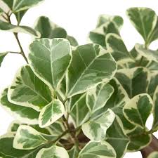 Image result for Ficus variifolia